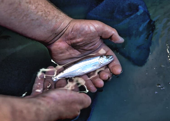 JUVENILE-CHINOOK-SALMON-700X500 SVIAC, Fish, Advocacy, Salmon, Angling, Fishing, Halibut, Lingcod, Lobbying, Influence, Government, Chinook, Fraser, Victoria, British-Columbia, South-Vancouver-Island-Anglers-Coalition, breaking-news, updates, news-letter, news-bulletin, information, Sooke-Chinook-Enhancement-Initiative, Hatchery, Sea-Pen