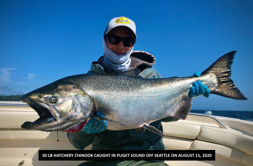 FRASER CHINOOK AND SELECTIVE MARKED FISHING