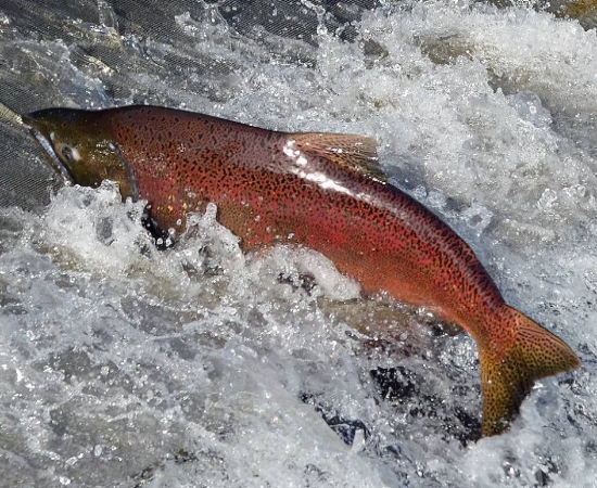 SVIAC-LEAPING-CHINOOK-550X450 SVIAC, Fish, Advocacy, Salmon, Angling, Fishing, Halibut, Lingcod, Lobbying, Influence, Government, Chinook, Fraser, Victoria, British-Columbia, South-Vancouver-Island-Anglers-Coalition, breaking-news, updates, news-letter, news-bulletin, information, Sooke-Chinook-Enhancement-Initiative, Hatchery, Sea-Pen, Orca-Food-Security-Program