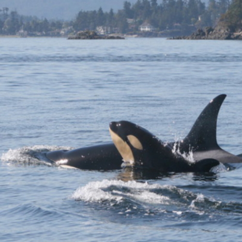 SVIAC-ORCA-CALF-500X500 SVIAC, Fish, Advocacy, Salmon, Angling, Fishing, Halibut, Lingcod, Lobbying, Influence, Government, Chinook, Fraser, Victoria, British-Columbia, South-Vancouver-Island-Anglers-Coalition, breaking-news, updates, news-letter, news-bulletin, information, Sooke-Chinook-Enhancement-Initiative, Hatchery, Sea-Pen, SSSC-DerBY