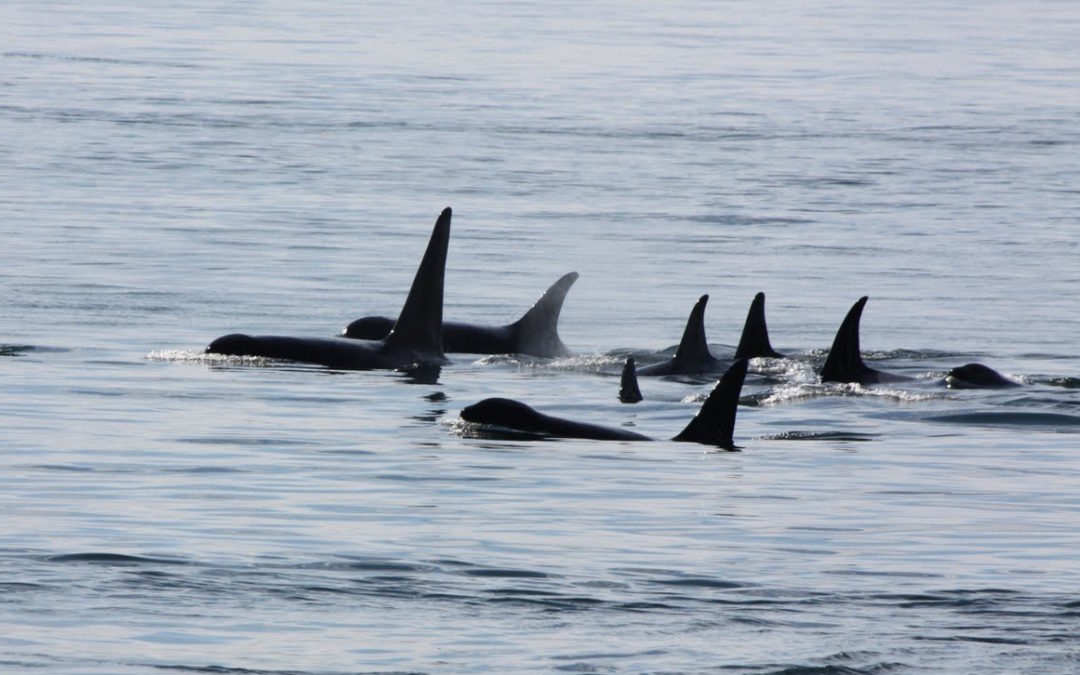 STOP ADDITIONAL SRKW SALMON FISHING CLOSURES